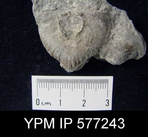 Strophomena fluctuosa