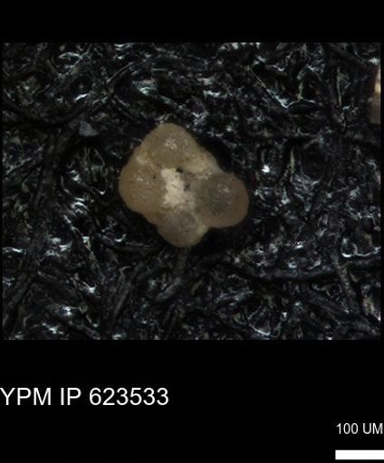 undet. Foraminiferida