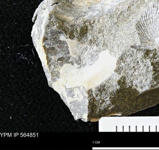 Phelopteria linguaeformis