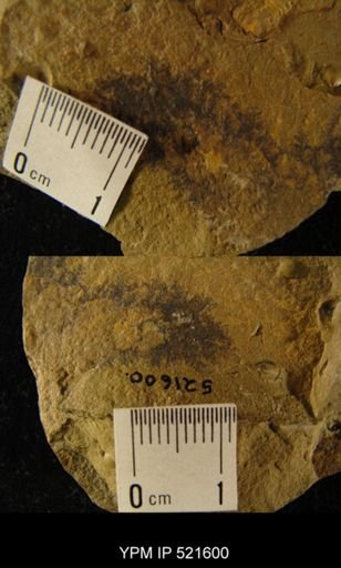 undet. Porifera