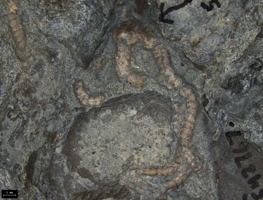 Aplocoma damesii