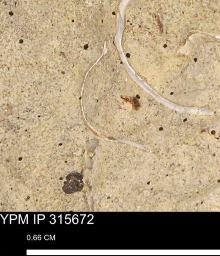 Mollusca
