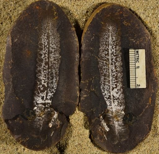 Pecopteris sp.