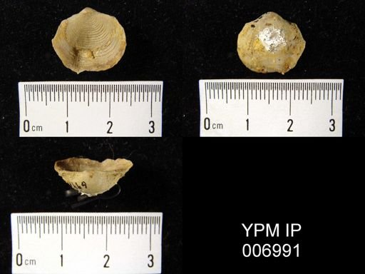 Productella hallana