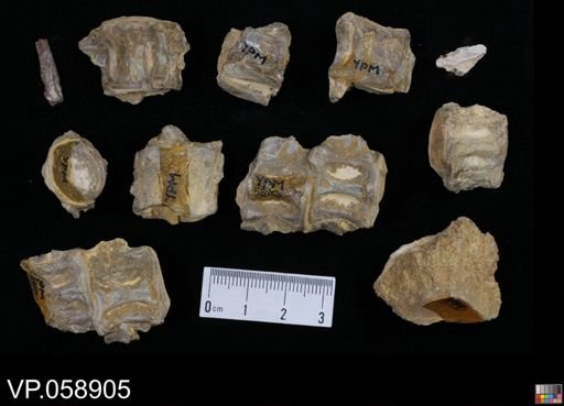 Aulopiformes?