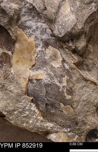 undet. Mollusca