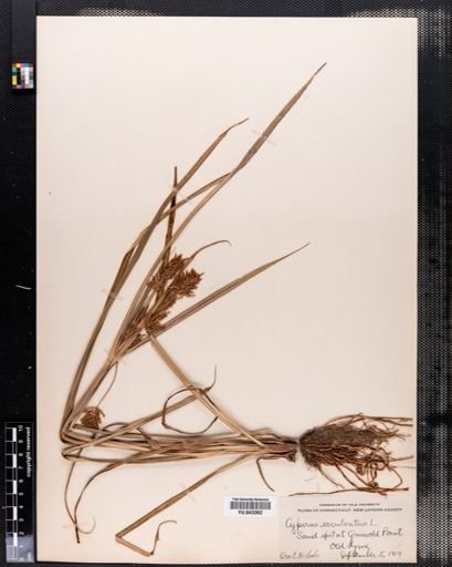 Cyperus esculentus