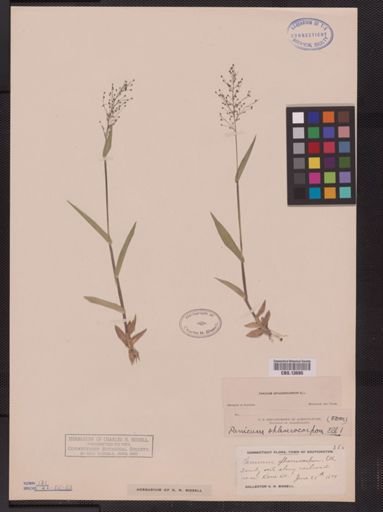 Panicum sphaerocarpon