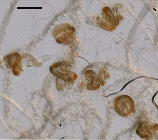 Agalma elegans