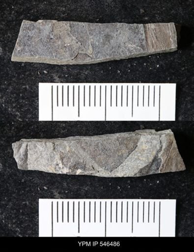 undet. Eurypterida