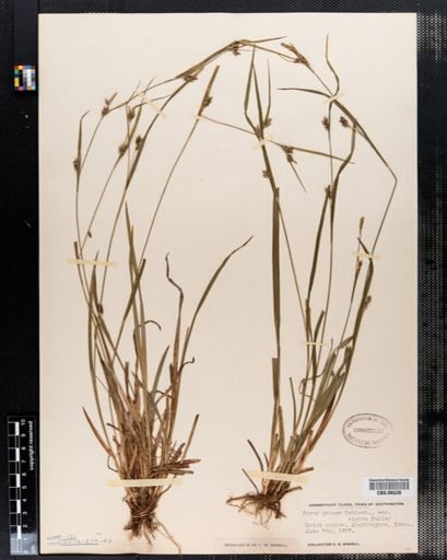 Carex grisea