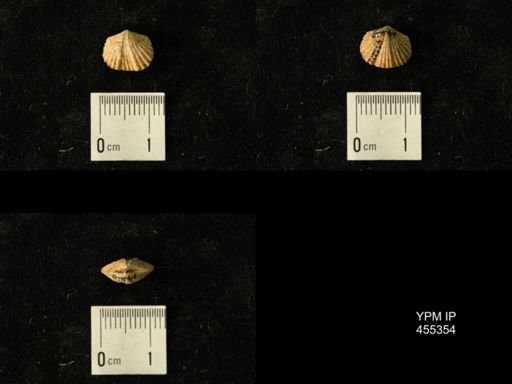 Platystrophia juvenes