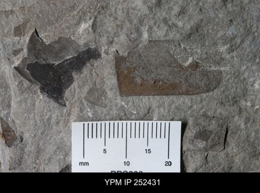 undet. Eurypterida