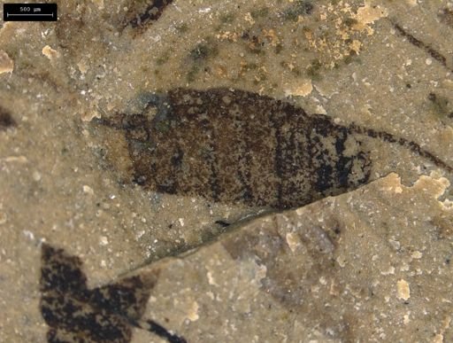 taxon undetermined