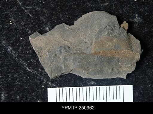 Eurypterus pittsfordensis