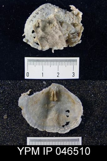 Aulosteges medlicottianus