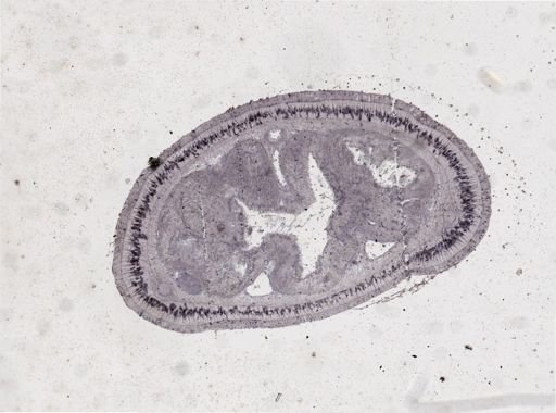Lineus viridis