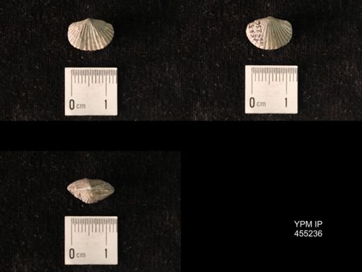 Platystrophia sp.