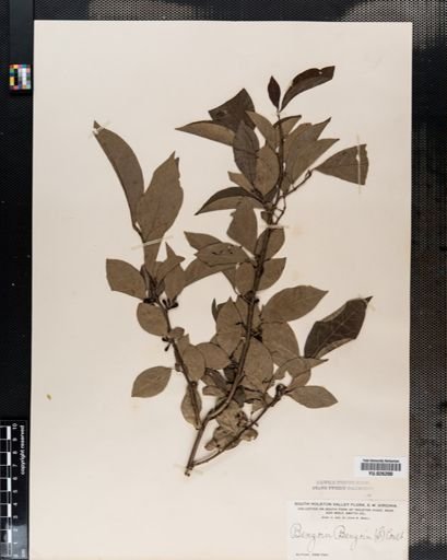 Lindera benzoin