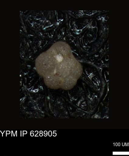 undet. Foraminiferida