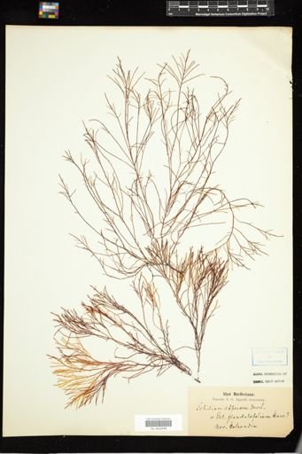Gelidium asperum