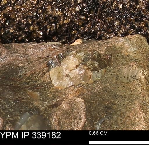undet. Mollusca