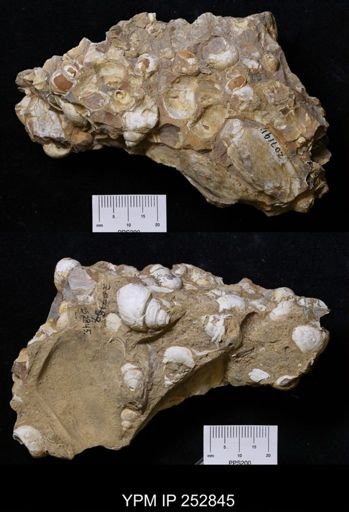 Campeloma multilineata