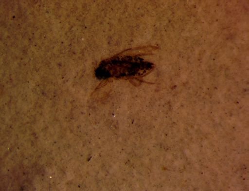 undet. Hemiptera
