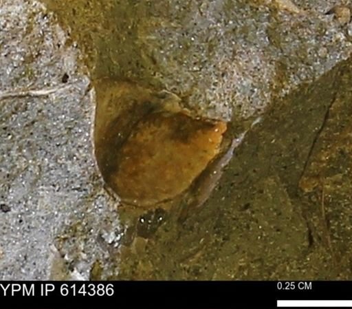 Limopsis striatopunctatus