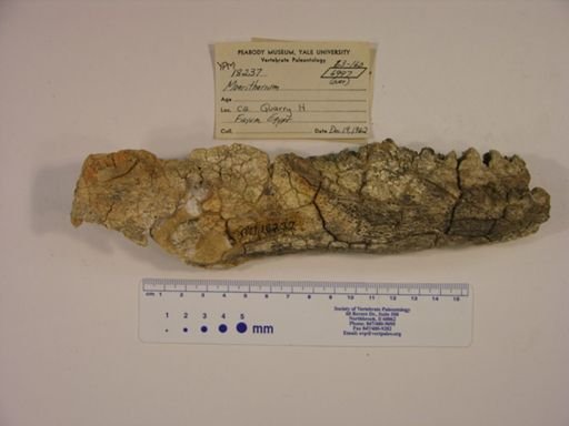 Moeritherium lyonsi
