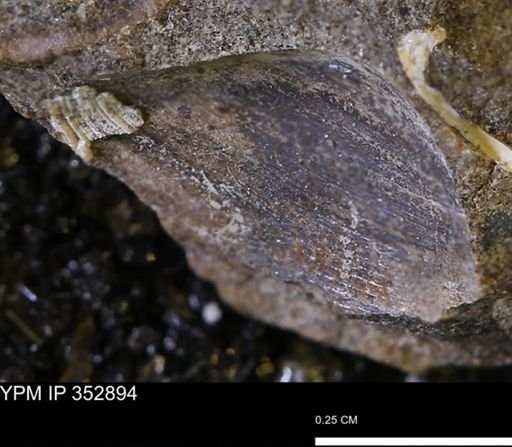 undet. Bivalvia
