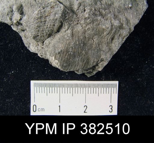 Productus semireticulatus