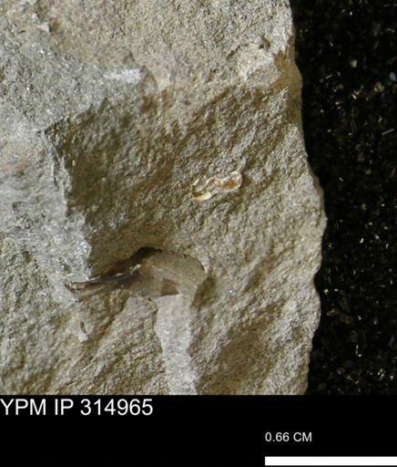 undet. Scaphitidae
