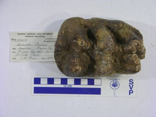Amebelodon floridanus
