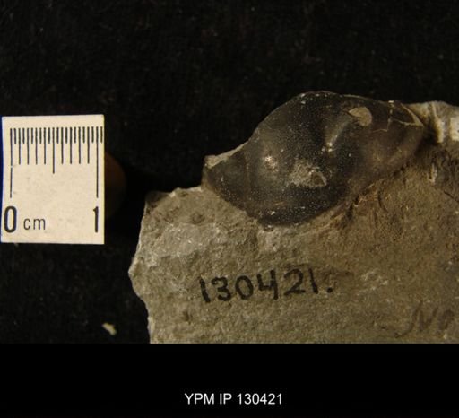 Homalonotus dekayi