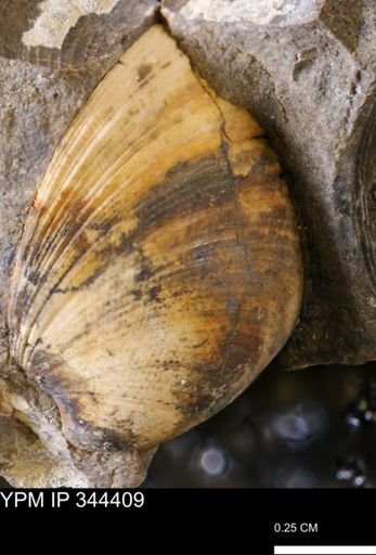 Limopsis striatopunctatus
