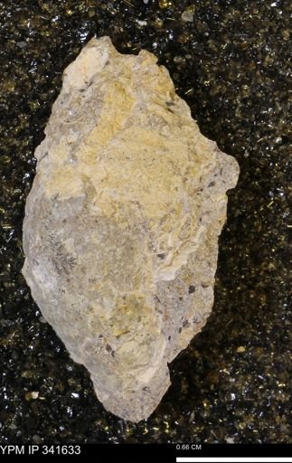 Scaphites sp.