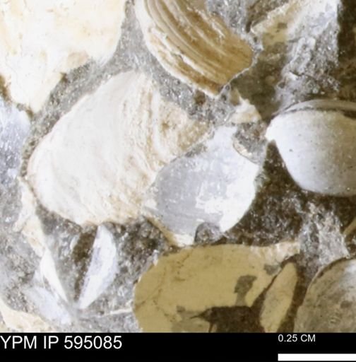 Protocardia sp.