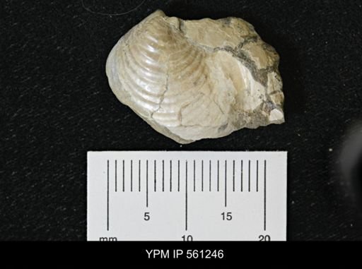 Inoceramus sp.