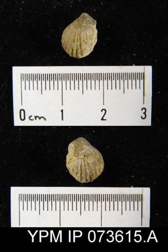 Camarotoechia perryvillensis