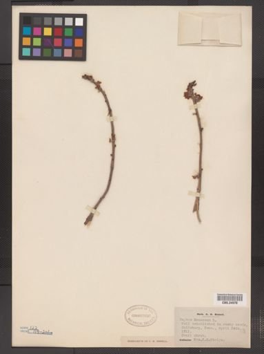 Daphne mezereum