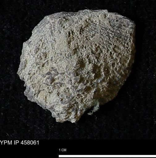 Strophodonta sp.