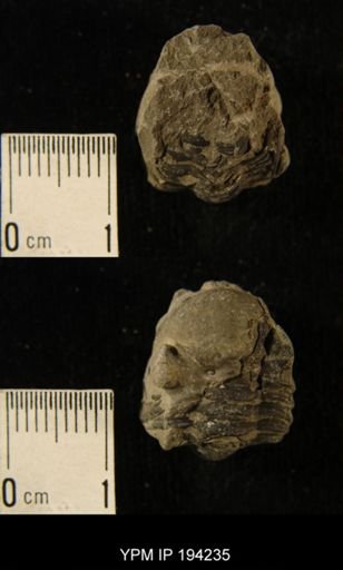 Phacops rana