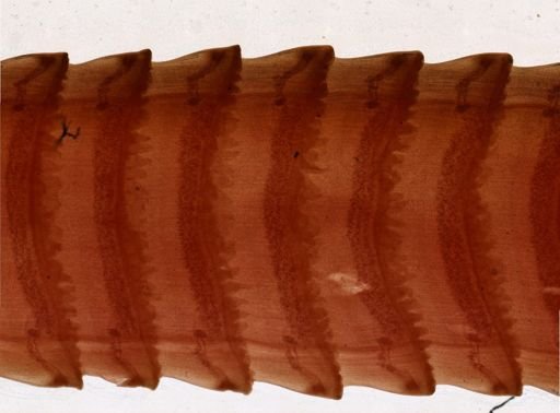 Thysanosoma actinoides