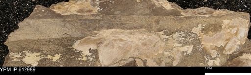 Baculites sp.