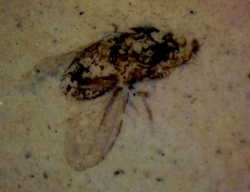 Diptera?