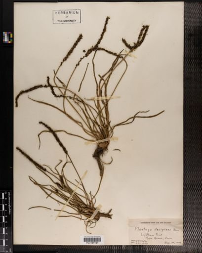 Plantae
