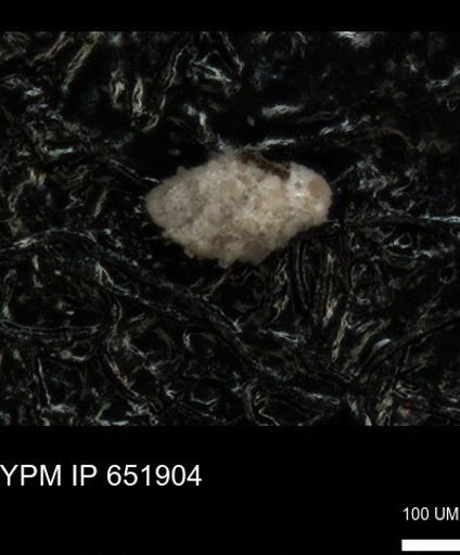 undet. Foraminiferida