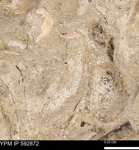 undet. Mollusca