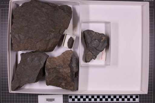 mixed taxa, stratigraphic collection